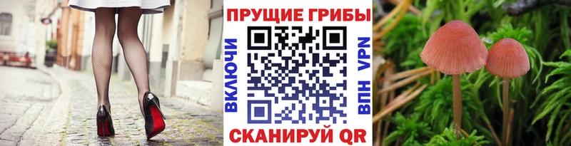 Псилоцибиновые грибы Psilocybe  ОМГ ОМГ ссылки  Козельск 